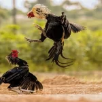 Các thuật ngữ đá gà