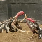 Đá gà cựa dao