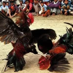 Đá gà cựa sắt