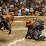 Gà đá đòn độc